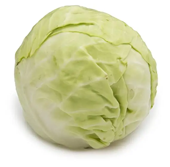 Top Selling Cabbage At Wholesale Prices From India