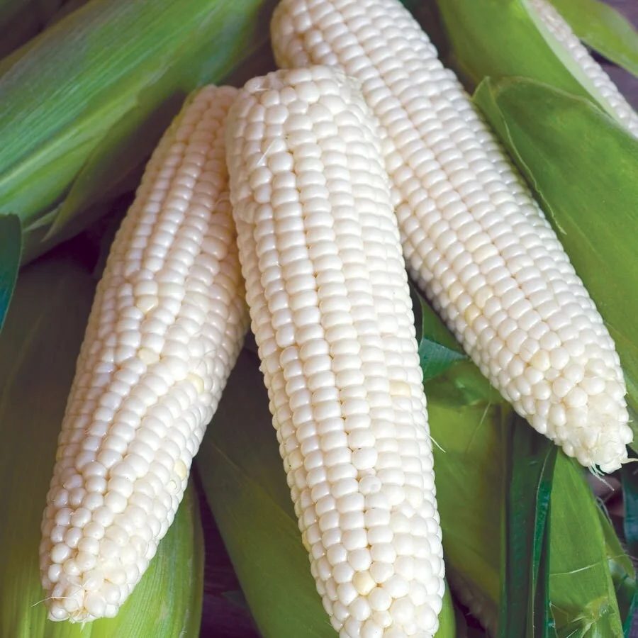 Best Quality Custom Made Wholesale Factory Price White Corn wholesale in Bulk