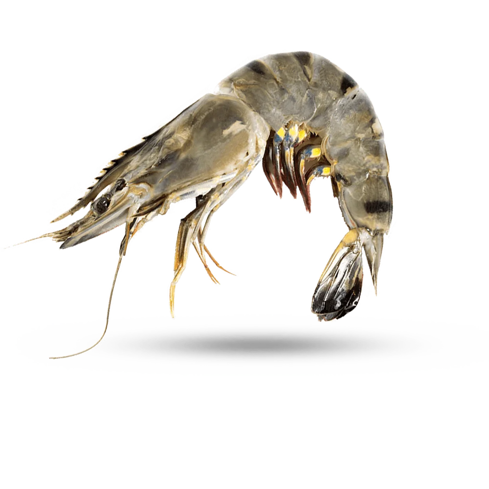 Buy High Quality Certified Giant Frozen Black Tiger Shrimp