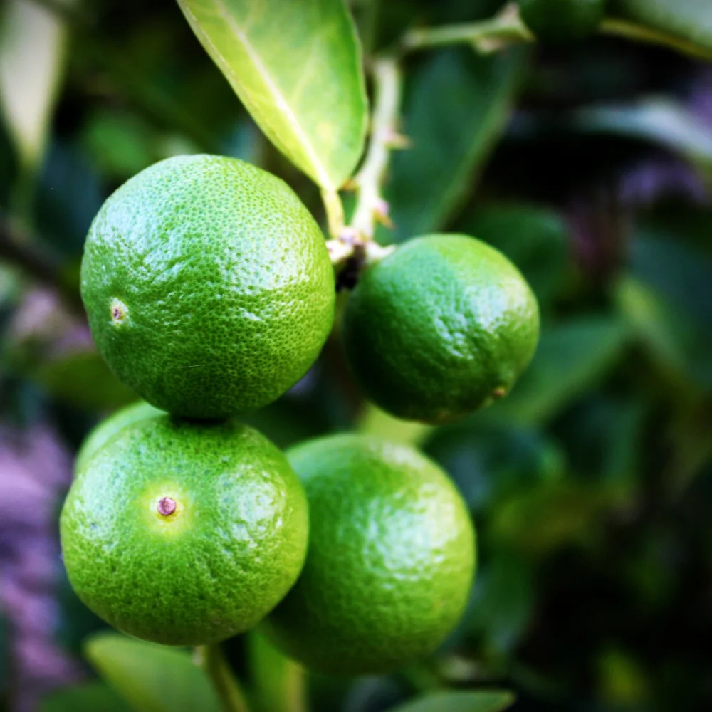 Лидер продаж, натуральный зеленый свежий лимонный кислый экспорт, индийский рынок ОАЭ, зеленый свежий лайм, поставщик из Вьетнама