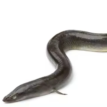 Wholesale worldwide Eel Frozen cleaned eel meat made in High Quality frozen sea eel fish at best marker price
