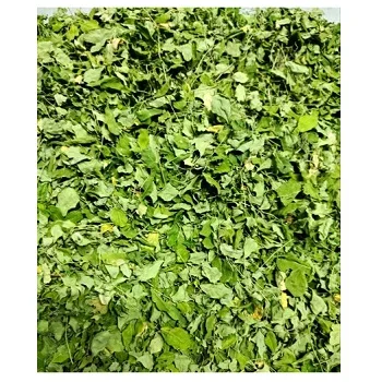 Moringa oleifera plant Moringa Leaf buyers Top purity Bulk Moringa Leaf Extract Bulk Health Care Products +919786060004
