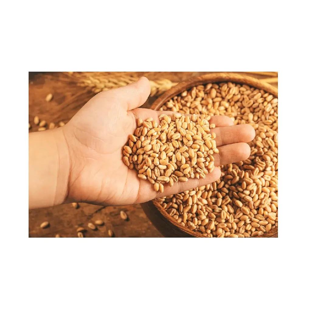 Оптовые поставки зерна пшеницы для производства муки чапатис от индийского экспортера по оптовым