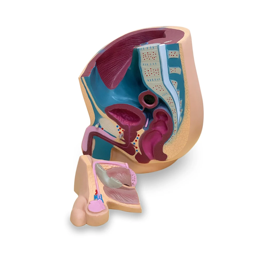 Модель научной анатомии человеческих ног