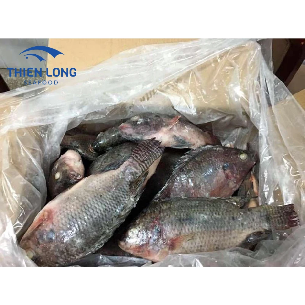 Wholesale Low price Hot Sale Whole Round Live Black Fresh Tilapia Fish From Vietnam