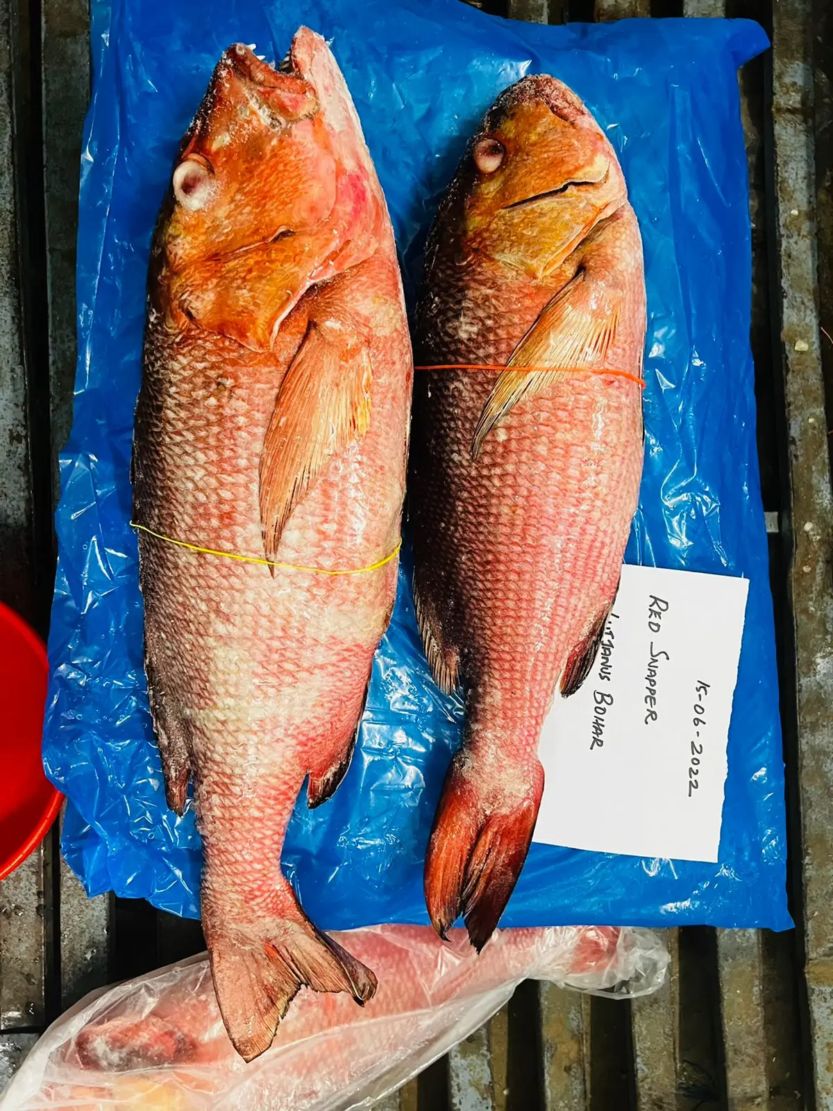 FROZEN RED SNAPPER FISH WHOLE