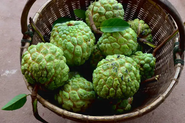 Fresh Custard Apple Fruit from India Common Cultivation Type Fresh Custard Apple From India Best Price for sale