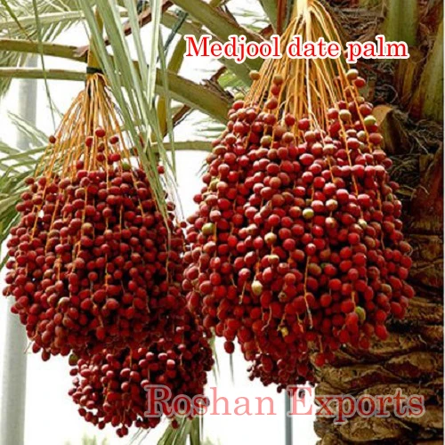 Tissue culture date palm