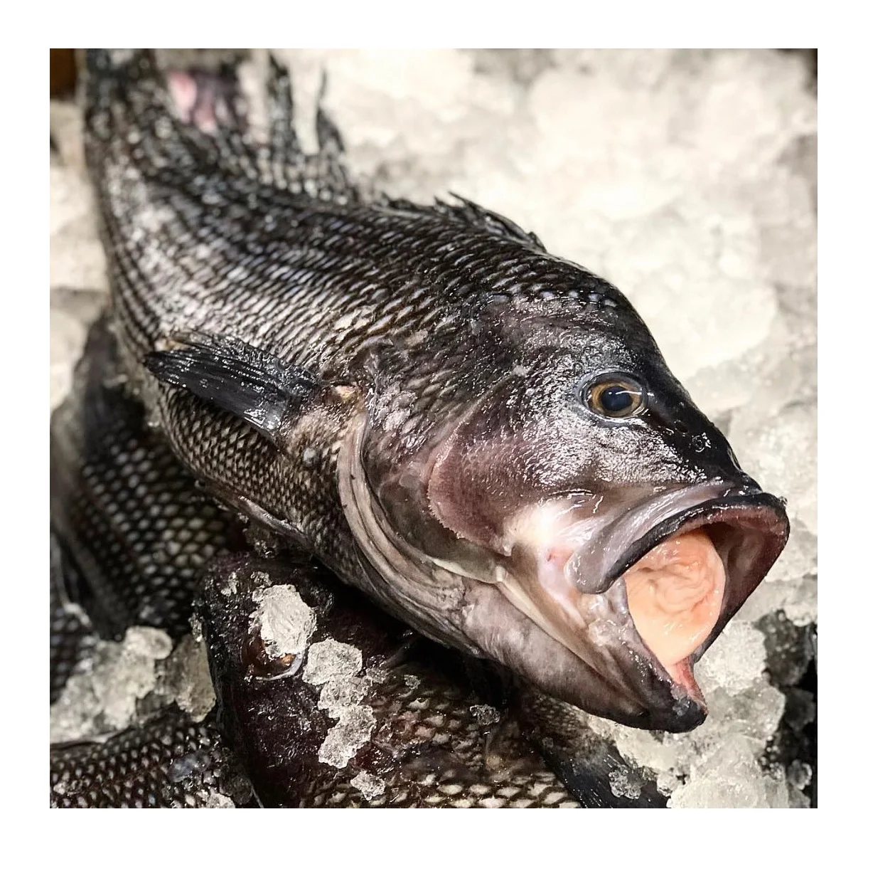 Frozen Seafood Fish High Quality Frozen Sea Bass Fish Supplier