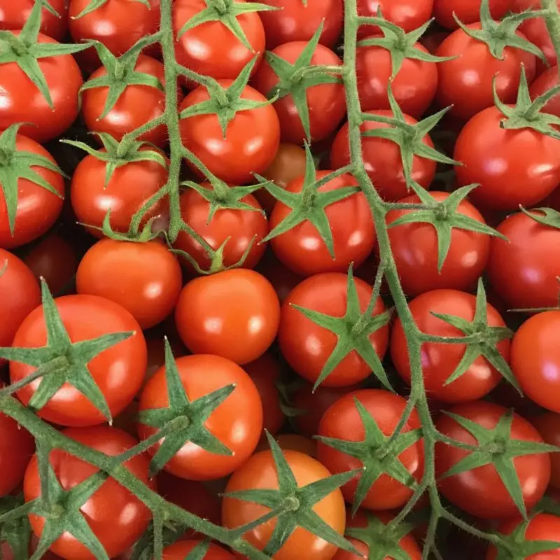 Wholesale Price Top selling Tin Tomato Paste 28-30% Brix fresh tomatoes purees tomato paste