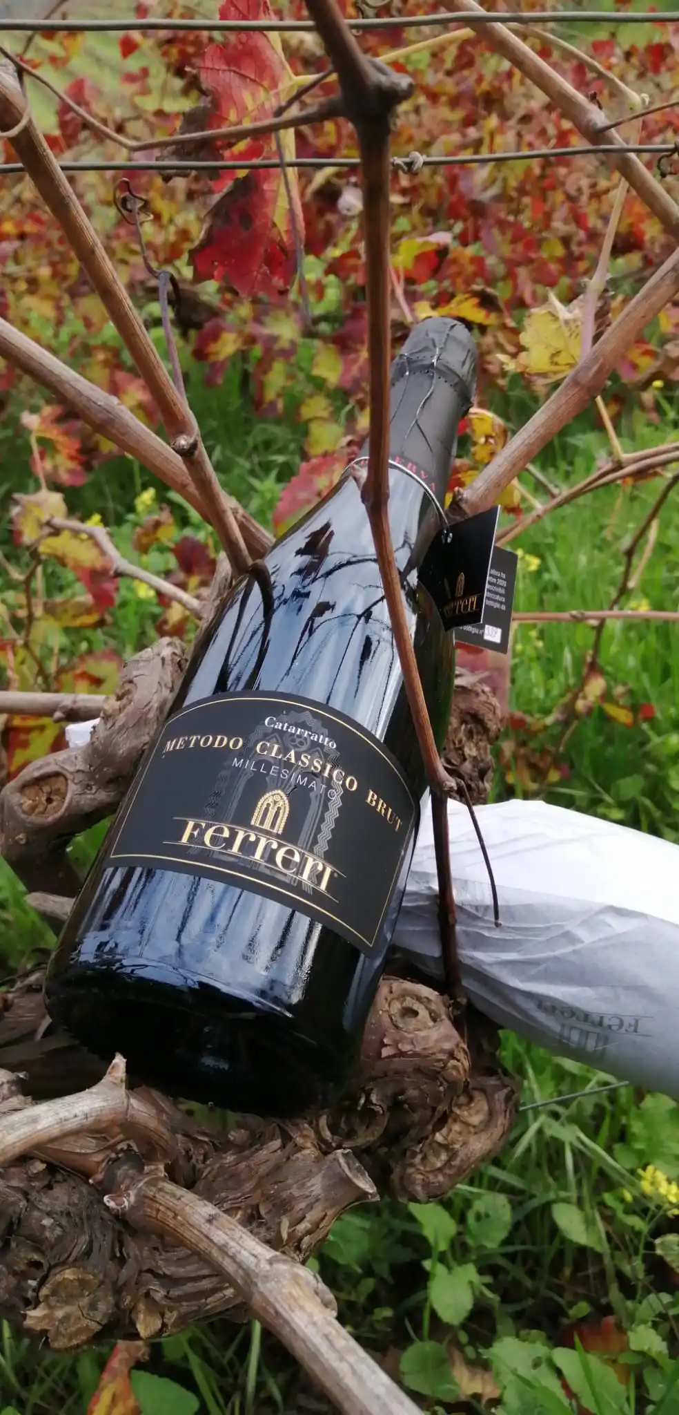 Exclusive Italian Sparkling FERRERI Wine for Restaurants Wine shops  White Grapes of Catarratto Extra Lucido 750 ml