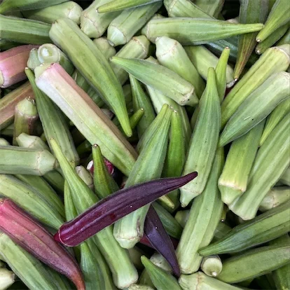 Best quality okra Clemson spineless for green okra Clemson spineless available with brand packing for green okra