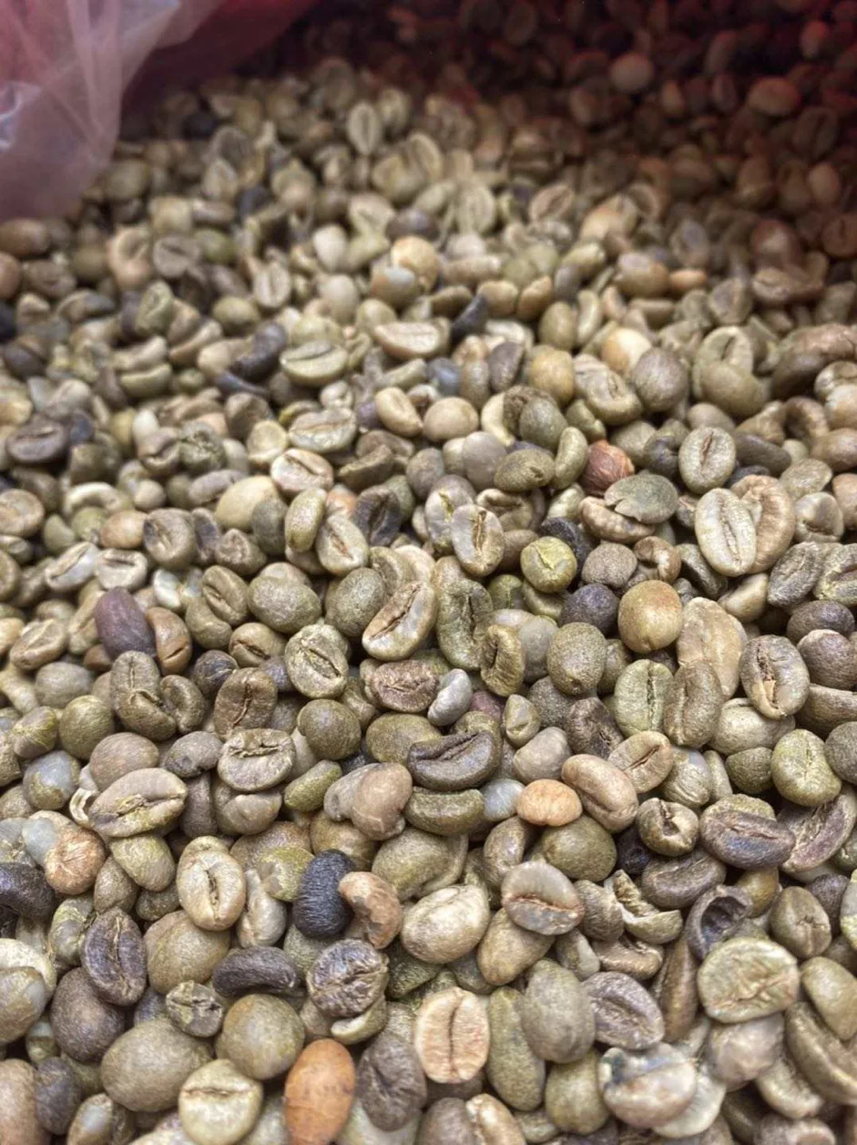 High quality Robusta green coffee