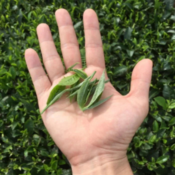 Preferred Product Raw Processing Type Vietnam Organic And Health Beverages Oolong Tea 24 Months Shelf Life