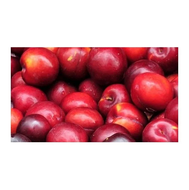 Bulk Stock Available Of Fresh Fruits Plums At Wholesale Prices