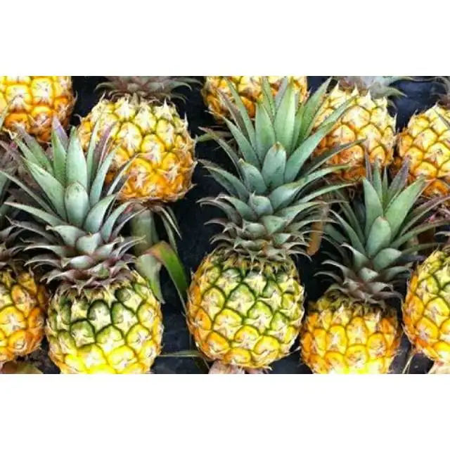 High Quality Fresh Phu Lae Pineapple, Sweet, Crispy, Delicious, Best Price From Thailand 100%