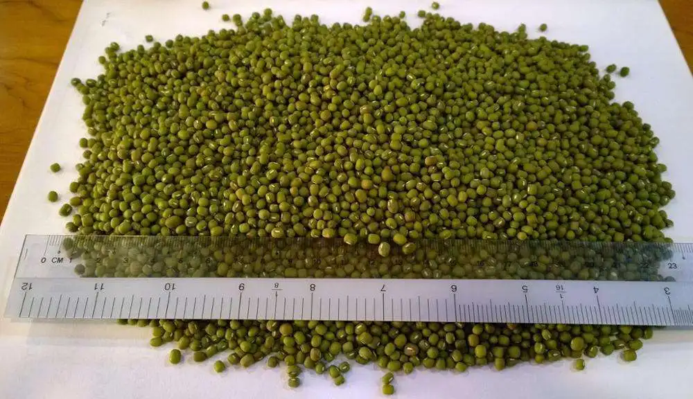 MUNG BEANS  (1).jpeg