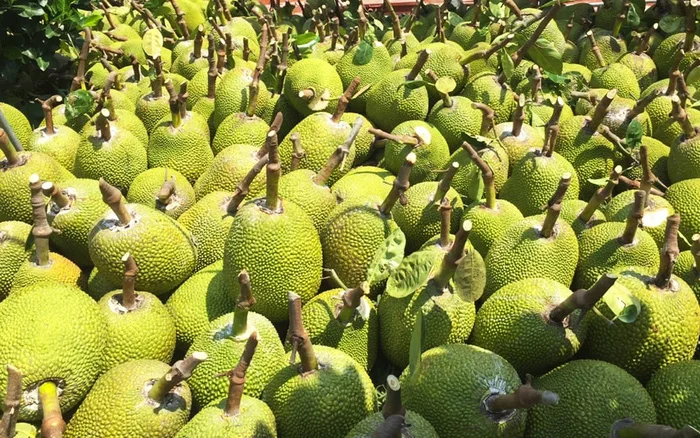 Vietnam Fresh Jackfruit Grade 1