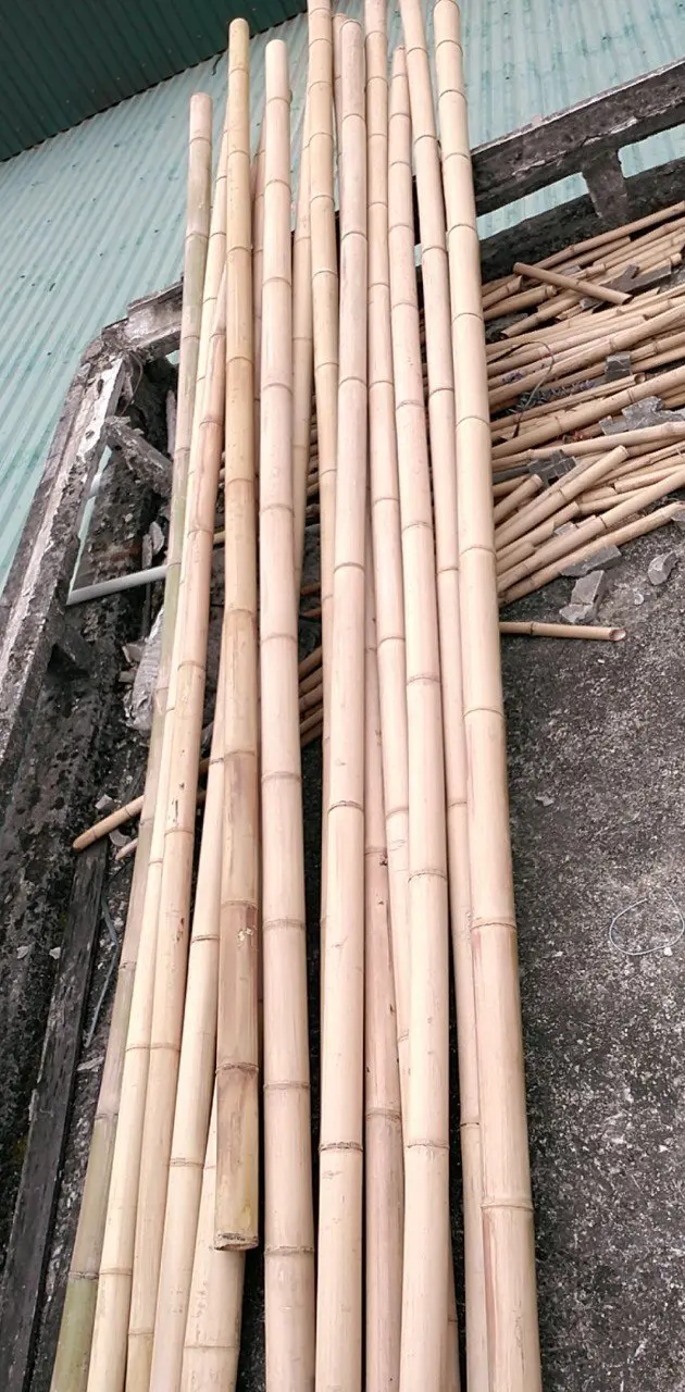 Vietnamese natural bamboo fence wholesale price! Raw Bamboo Poles for Gardening and Decoration! Bamboo Pole Natural