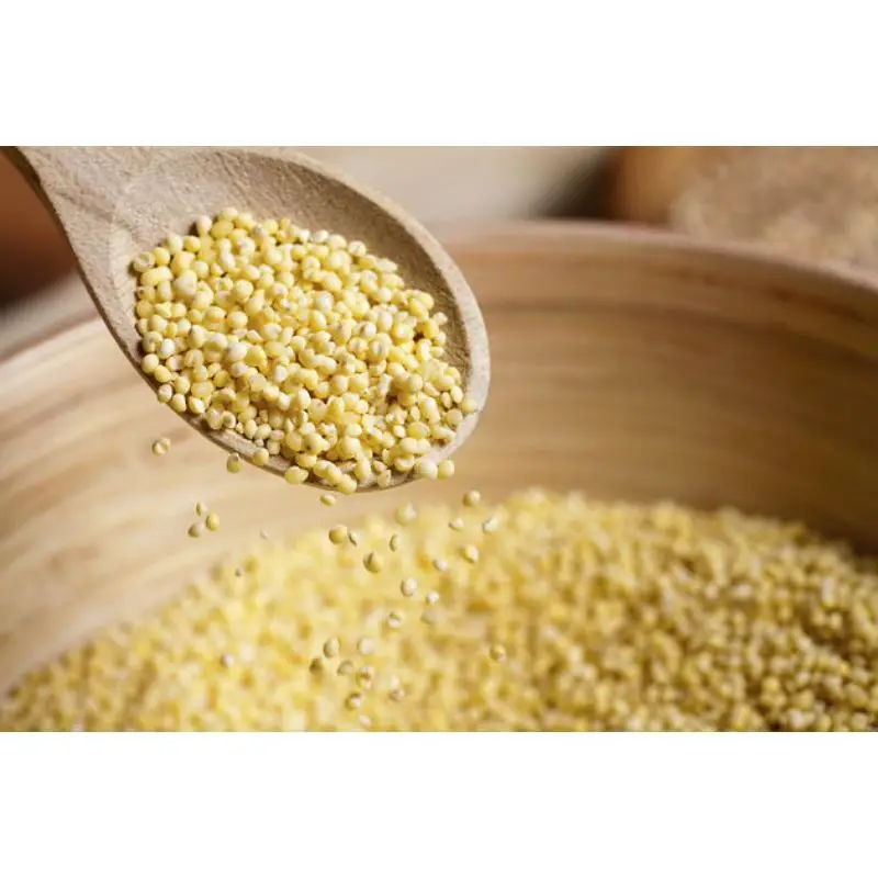 Bajra / Green Millet for animal feed in foreign matter 3% exporter by MN GLOBAL IMPEX