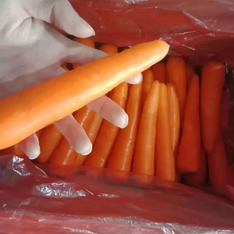 Fresh Carrot with Premium Quality