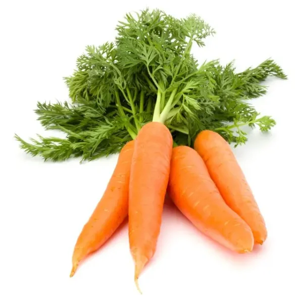 Fresh Carrot/ Direct Carrot Supplier / Carrot