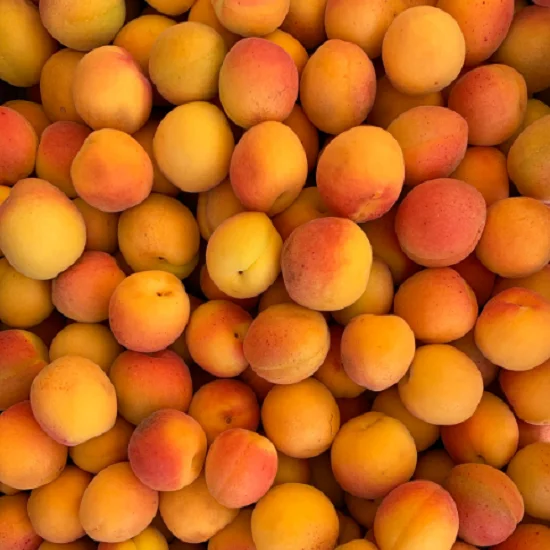 Top Quality Sweet Fresh Apricots Wholesale - Organic Fresh Apricot for Sale Bulk Fresh Fruits Supplier