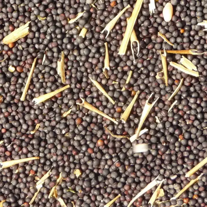 Hot selling canola seed product of Kazakhstan bulk selling rapeseed