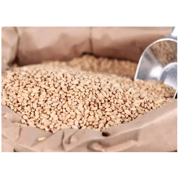 High Quality Wheat For Milling And Human And Animal Wholesale Supplier Organic Whole Wheat Grain For Sale In Reasonable Price