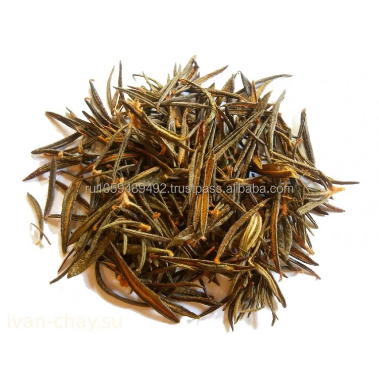 Marsh Labrador herb very beneficial for health high quality from manufacturer herbs for sale