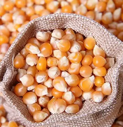 Factory Directly Sale Dried Yellow Maize Non GMO Yellow Maize Glutinous Maize ISO HALAL Approved Certified for Human Consumption