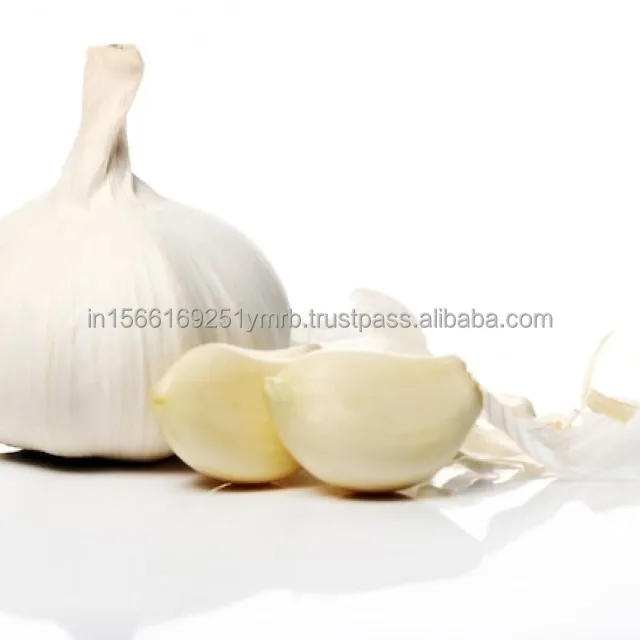 Garlic Healthy Raw Materials Organic Fresh Garlic