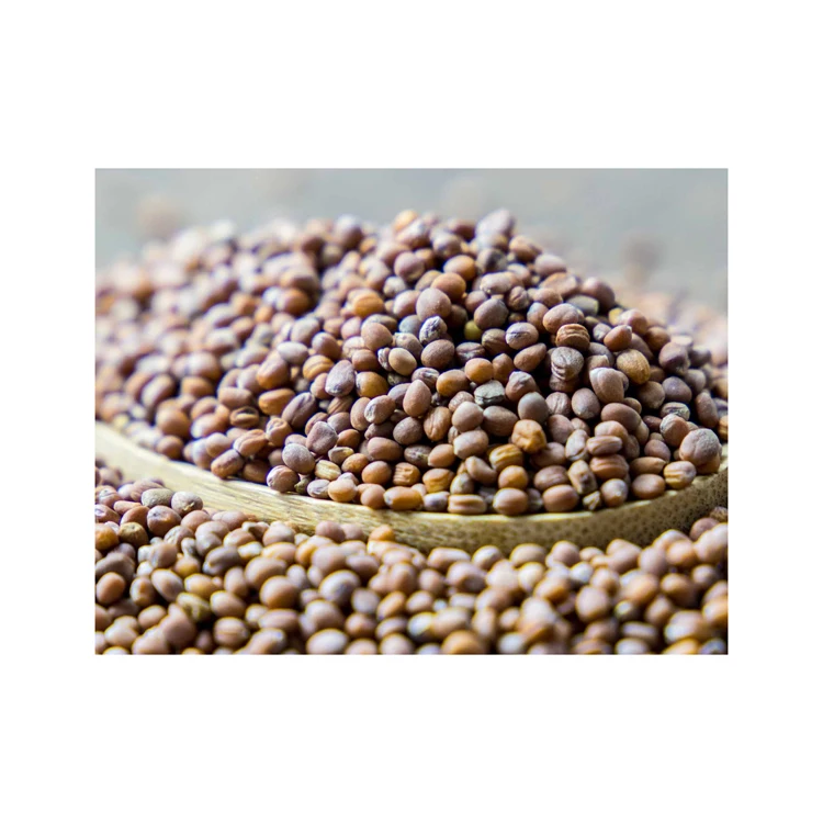 Factory Supply Extract Radish Seed Extract in bulk