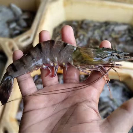 India Exports Hot Selling Prawn Freshwater Shrimps Seafood Wholesale Frozen Black Tiger Shrimp