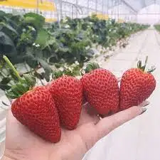 Hot selling Strawberries in cheap price