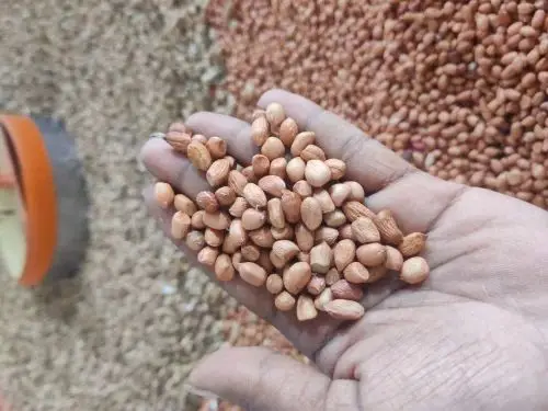 Highest Quality Peanut ,Dried Kernel Peanuts Groundnut
