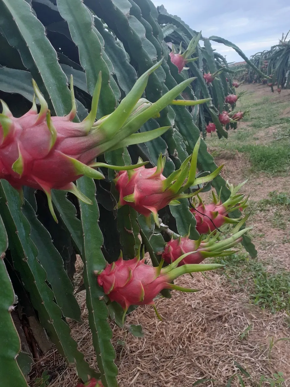 2024 Sale of Natural Sweet Dragon Fruit with White Red Flesh Fresh and Competitively Priced Export Ready from Vietnam Supplier