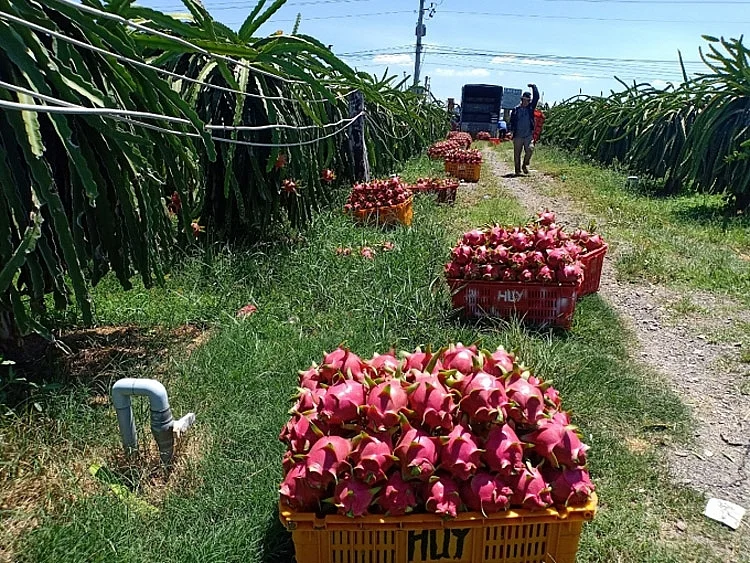 Ready to ship dragon fruit fruits fresh fruit Pitaya Anna