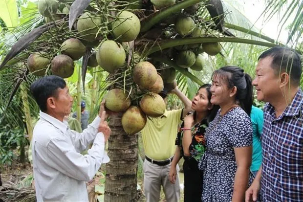 Vietnam Coconut Export With Enough License Global Gap Clean Delicious Delicious Bulk