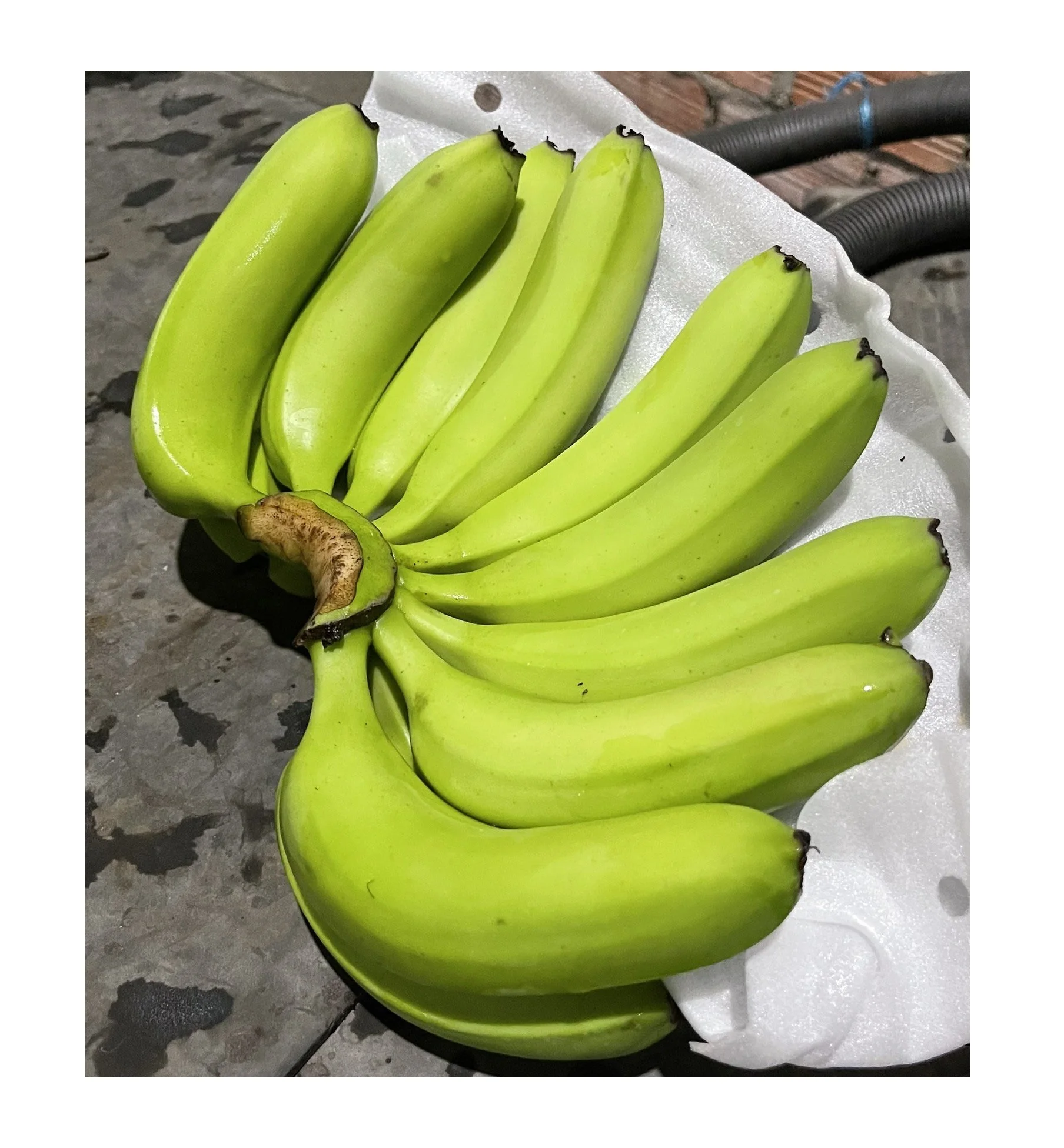 Green Banana From Vietnam Fresh Cavendish Banana With Best Price Wholesaledish Banana For Export