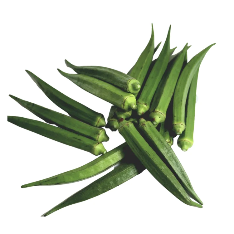 fresh okra OEM new crop using for many purposes TCVN packing in carton Made in Vietnam Manufacturer