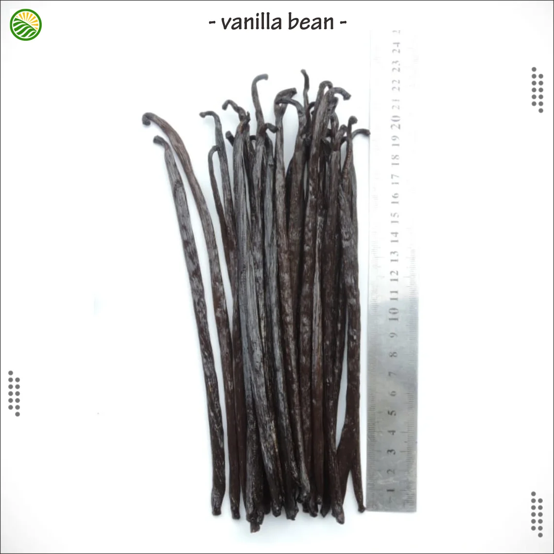 Madagascar Black Banilla Bean Origin from Indonesia Best Price Export Quality
