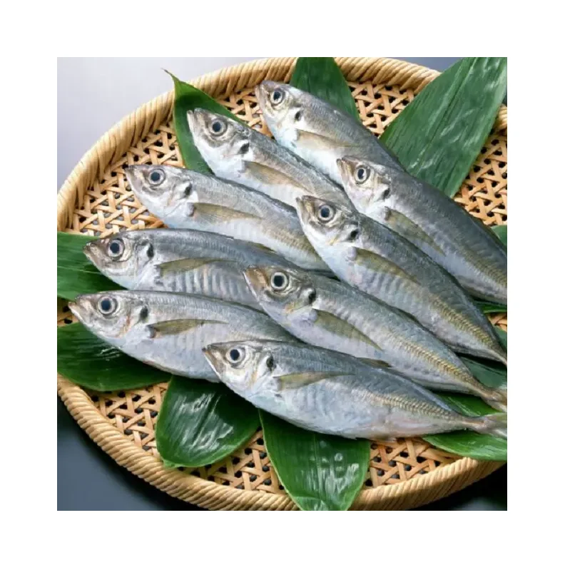 fish mackerel delicious whole round pacific frozen horse mackerel fish mackerel fish frozen horse