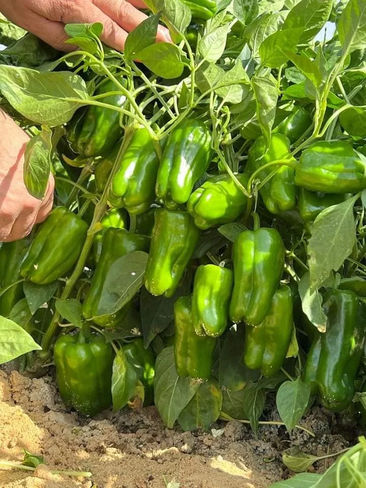Fresh sweet peppers (red / green / yellow) of high quality from Egypt