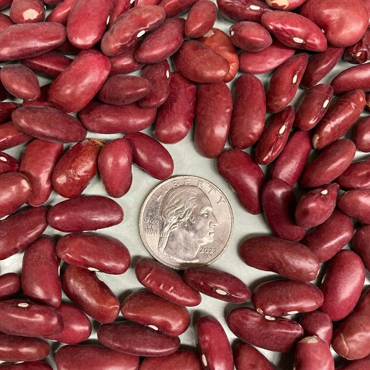 Premium Bulk Natural Dried Red Beans for Wholesale Sale Providing High Grade Red Beans at Best Market Prices Globally