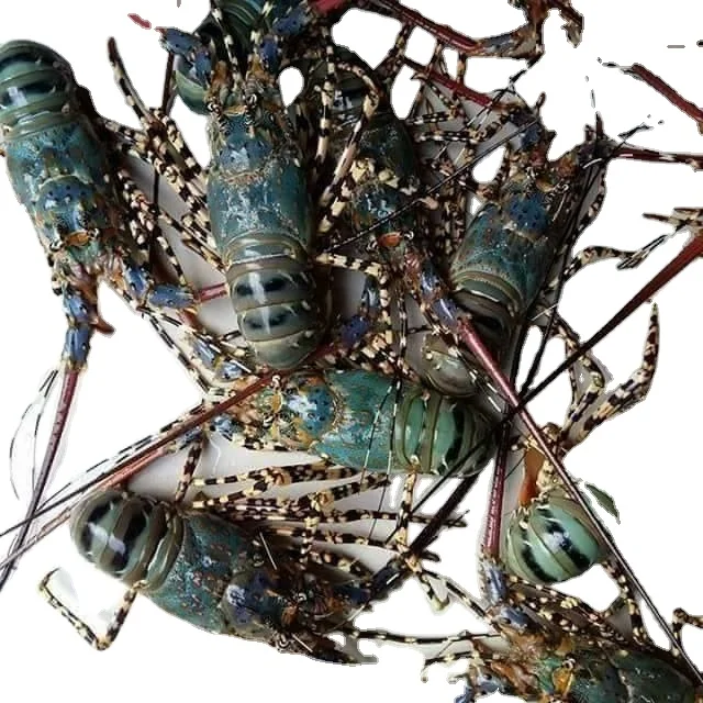 Wholesale Good Quality Canadian Lobster for Export