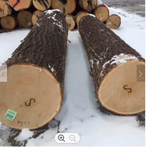 Timber Log / Sawlogs / Wood Round Logs /Timber wood for sale