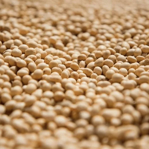Non GMO Soybeans High Quality Soya Beans / Soy Bean for sale