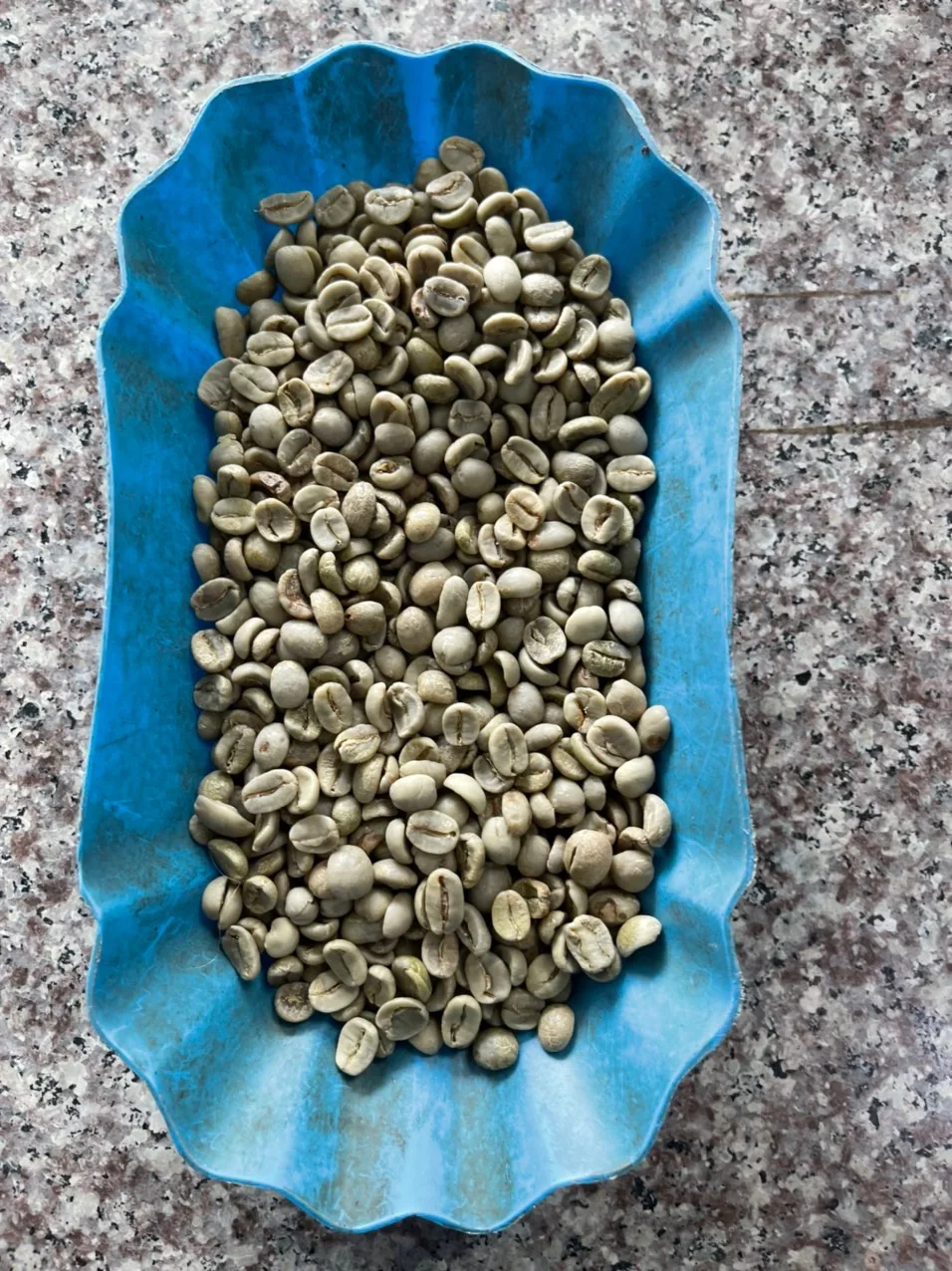 Raw Coffee Arabica Green Beans