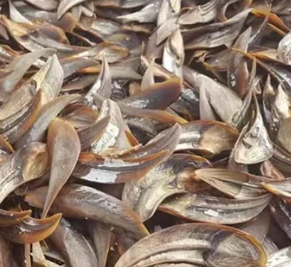 Operculum Murex Hot Selling 2024 High Quality Operculum From Blue Lotus Vietnam Murex Operculum Perfume Extract